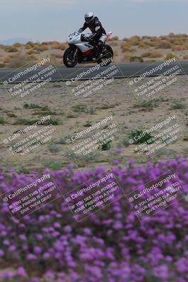 media/Jan-14-2023-SoCal Trackdays (Sat) [[497694156f]]/Turn 14 Exit Bloomig (145pm)/